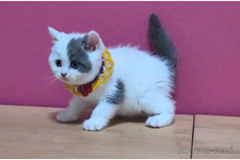 成約済の東京都のスコティッシュフォールド-115051の2枚目